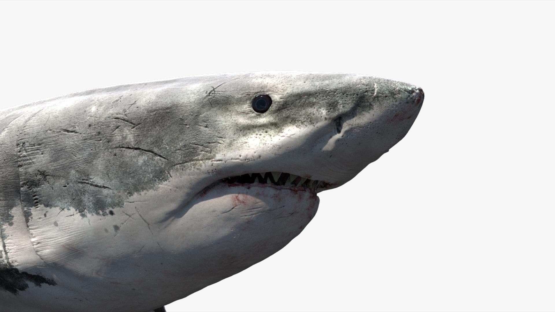 3D Shark Rigged 3D https://p.turbosquid.com/ts-thumb/zj/tVH6SR/u6/09/jpg/1753671618/1920x1080/fit_q87/fc66083df07a334296a7499499e9895f7b6073bd/09.jpg