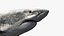 Shark Rigged 3D