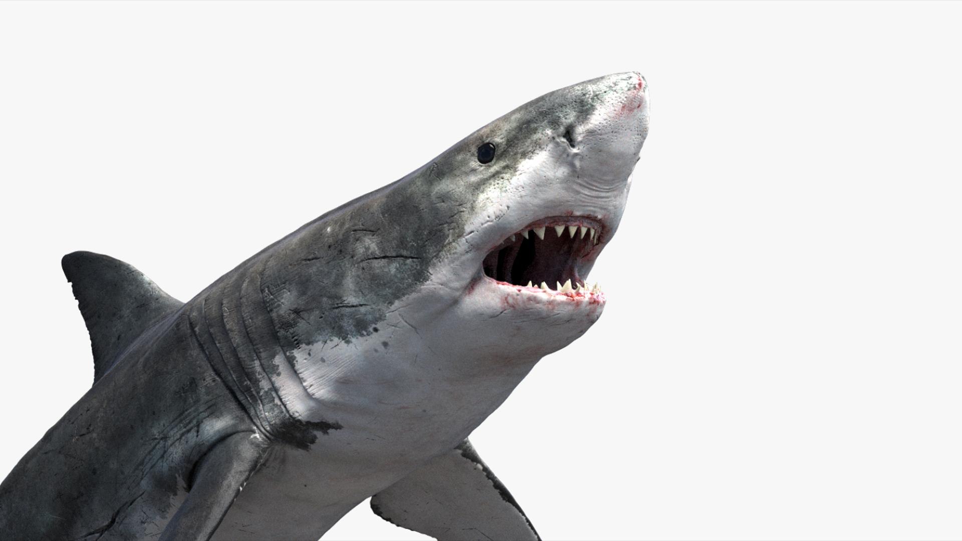 3D Shark Rigged 3D https://p.turbosquid.com/ts-thumb/zj/tVH6SR/yz/04/jpg/1753671603/1920x1080/fit_q87/3dd8aa6fcdca426c4bf1d16eb2c2f38ee54f19a2/04.jpg
