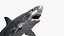 Shark Rigged 3D