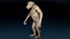 3D Chimpanzee Base Mesh 3D model model
