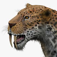 Saber Tooth Tiger Smilodon fur