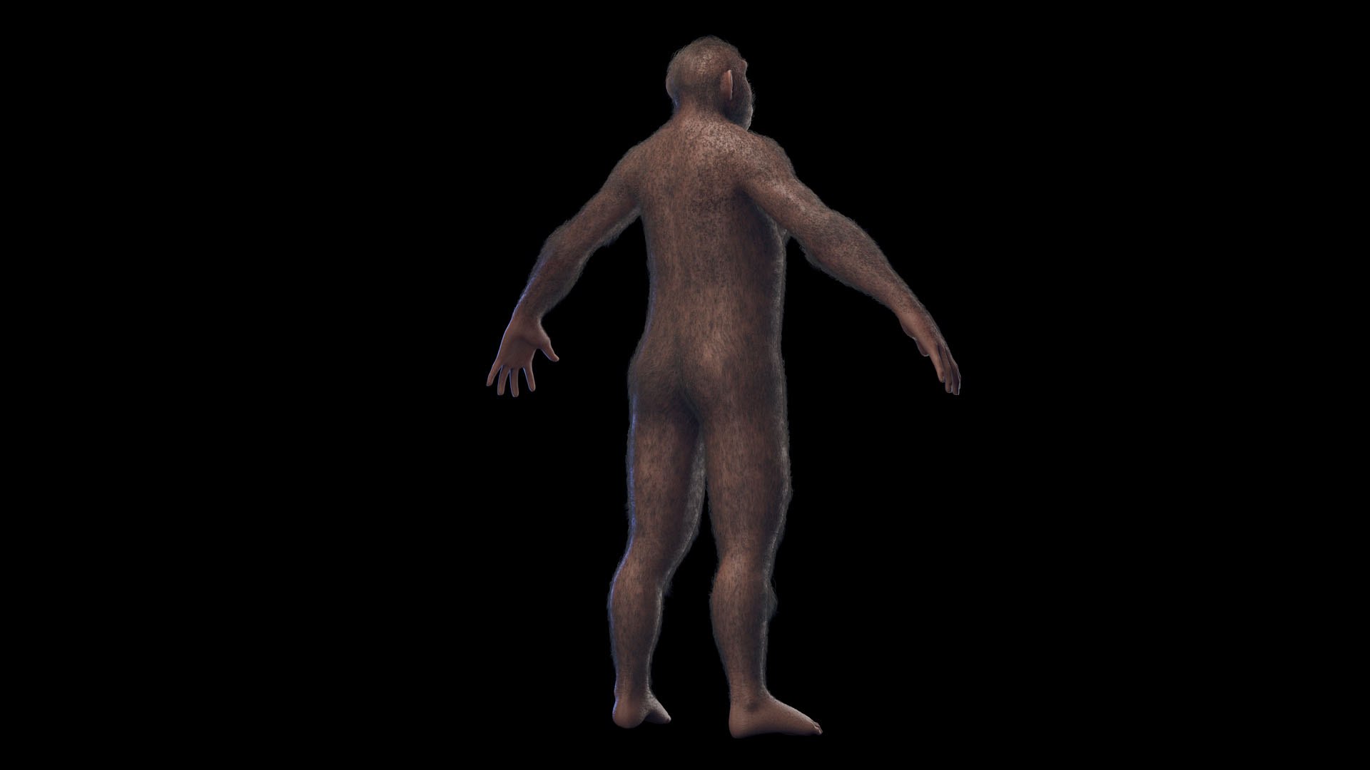 3D Australopithecus Afarensis Female https://p.turbosquid.com/ts-thumb/zj/wGUeVY/Eh/australopithecus_afarensis_female0001/jpg/1689779864/1920x1080/fit_q87/edc420b95df12ee4343879d389b9eef343ac9928/australopithecus_afarensis_female0001.jpg