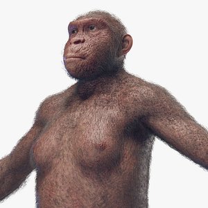 Australopithecus Afarensis Female