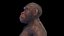 Australopithecus Afarensis Female