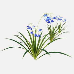 3D Bluebell flower model