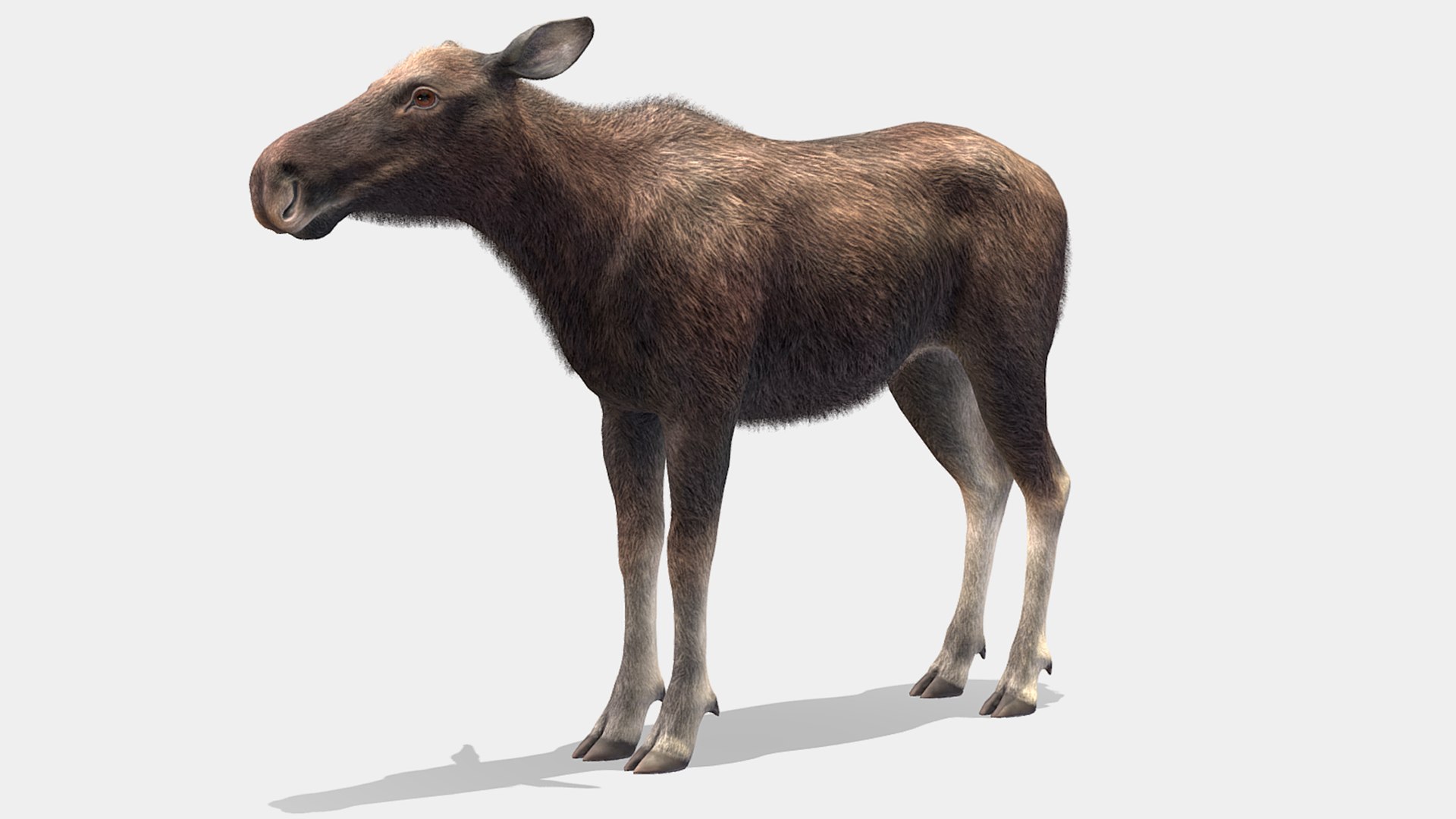 Moose Family 3D model https://p.turbosquid.com/ts-thumb/zk/2bGJFy/n7/rc1/png/1697623927/1920x1080/fit_q87/cce707c83e145d0540814de540cf0fa5d3072a96/rc1.jpg