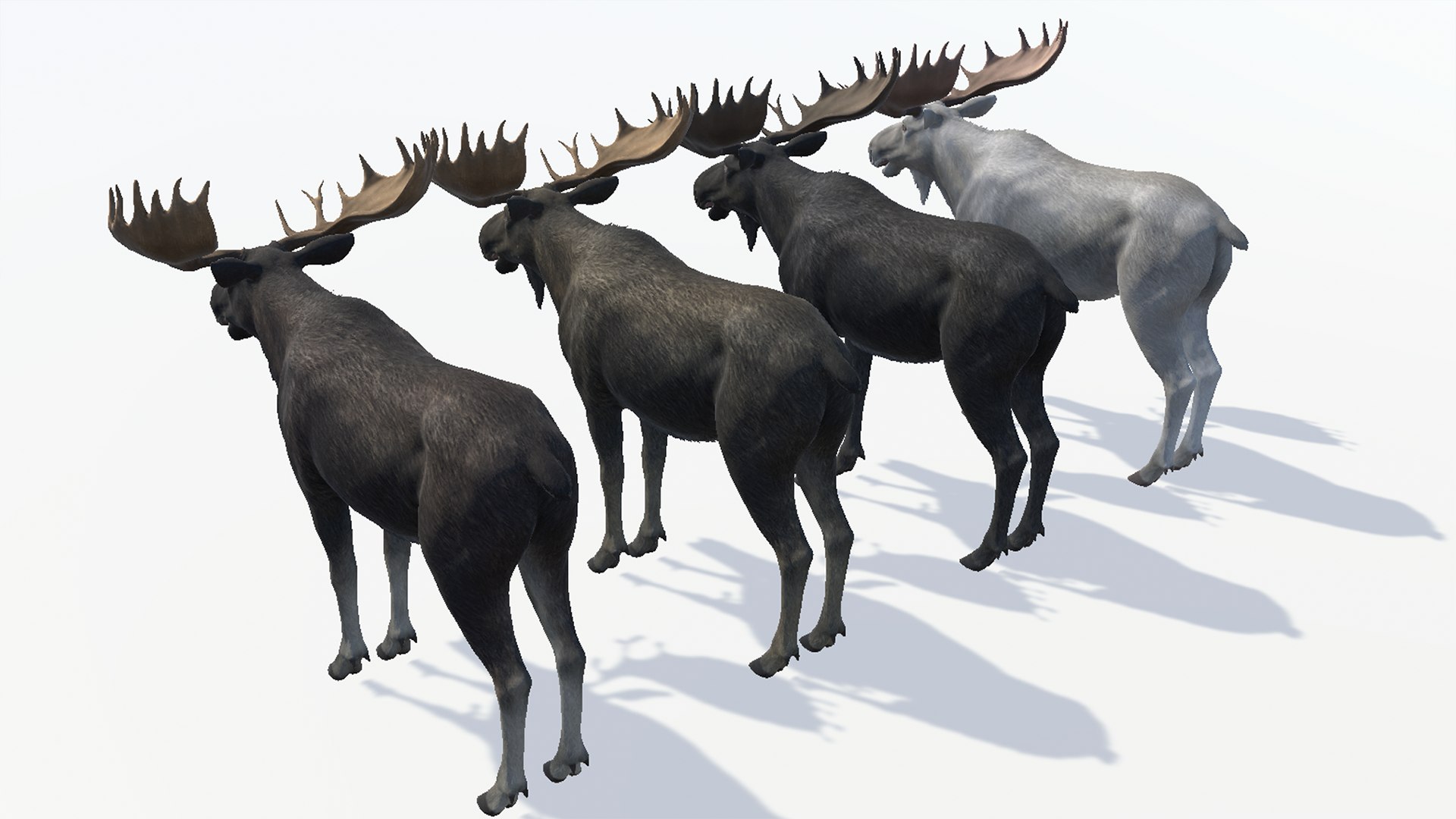 Moose Family 3D model https://p.turbosquid.com/ts-thumb/zk/2bGJFy/xj/r11/png/1697623925/1920x1080/fit_q87/a7458274e640dc782639983df51c18315ca2e920/r11.jpg