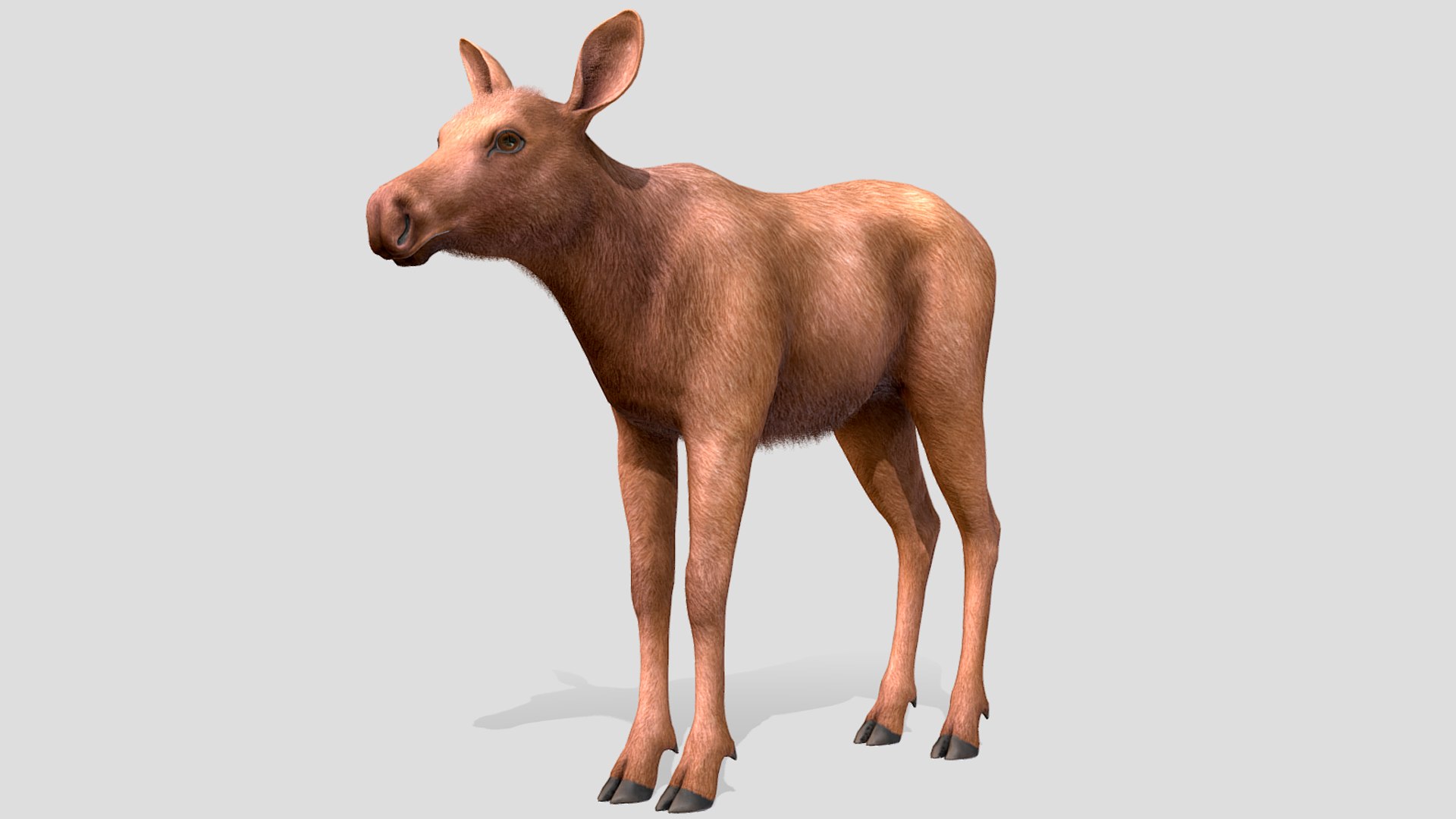Moose Family 3D model https://p.turbosquid.com/ts-thumb/zk/2bGJFy/xp/rs1/png/1697623940/1920x1080/fit_q87/e970b5795eb4cd4c924e3c47c80b1141d32c1249/rs1.jpg