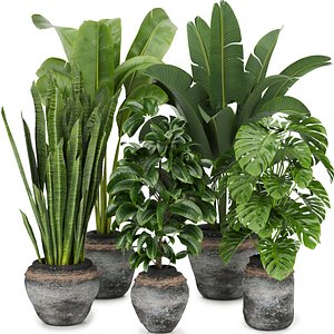 Collection plant vol 345 - Banana - rubber - monstera - sansveria - 3dmax  - cinema 4d