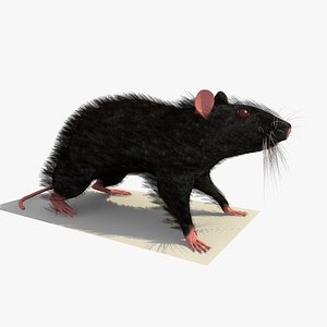 3d black mouse rat standing