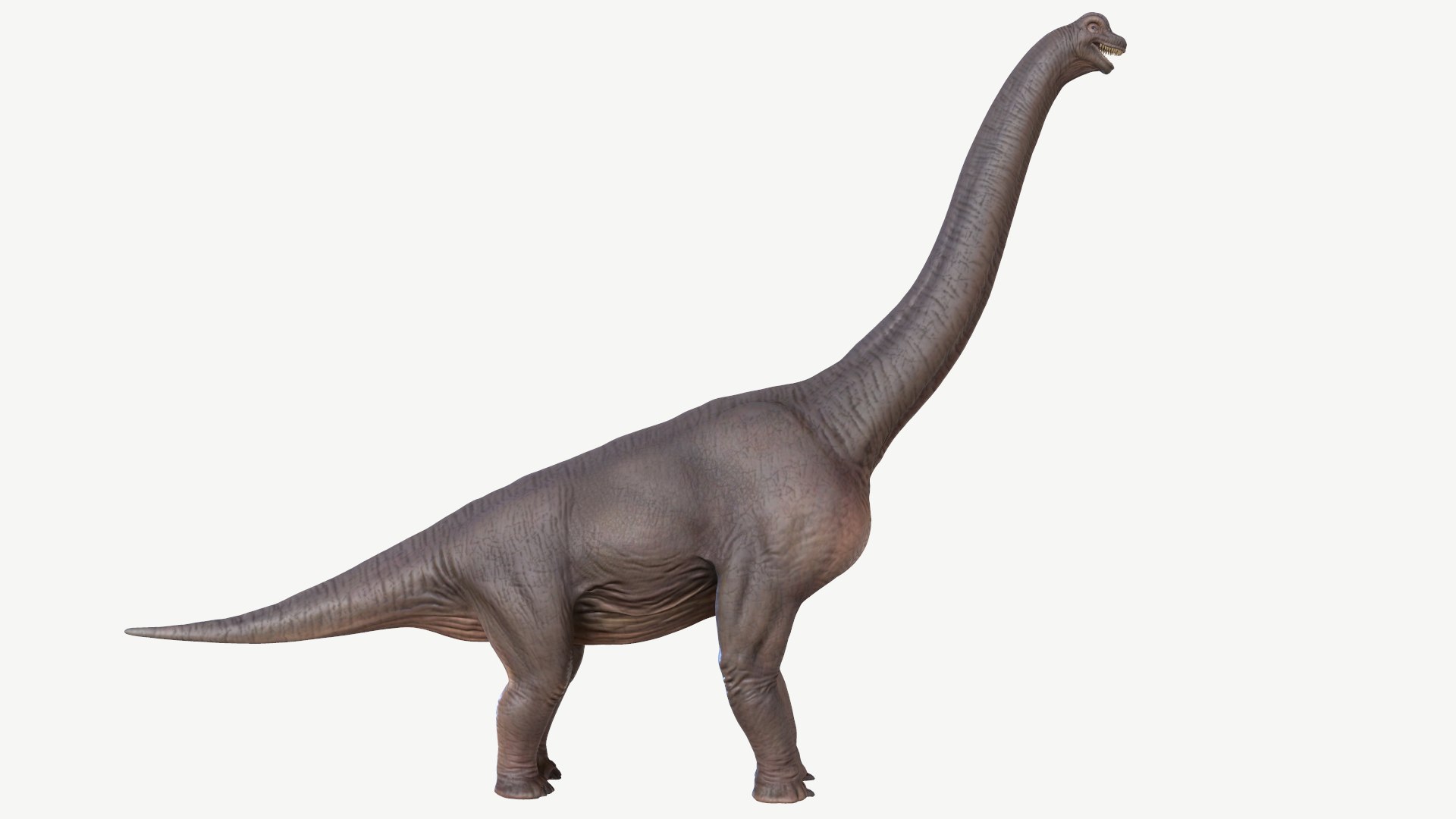 brachiosaurus 3D model https://p.turbosquid.com/ts-thumb/zk/7NDXyZ/N2/2/png/1728452154/1920x1080/fit_q87/29d155dd3fd167031364b4726378dcd6d4231813/2.jpg