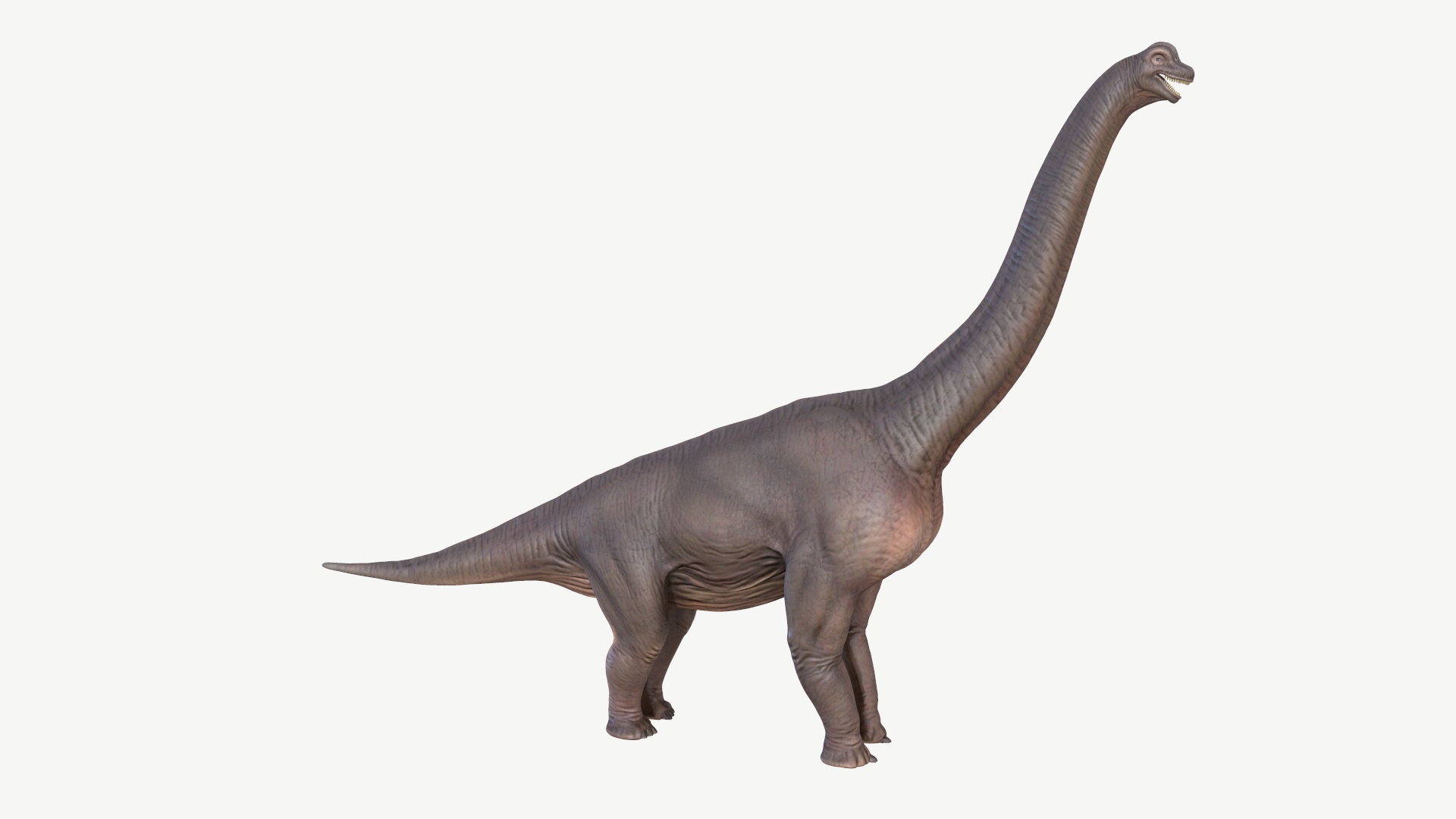 brachiosaurus 3D model https://p.turbosquid.com/ts-thumb/zk/7NDXyZ/Ul/brachiosaurus/jpg/1728452199/1920x1080/turn_fit_q99/f85a420130f904e40c7133da0f6d546e8c49cfa9/brachiosaurus-1.jpg