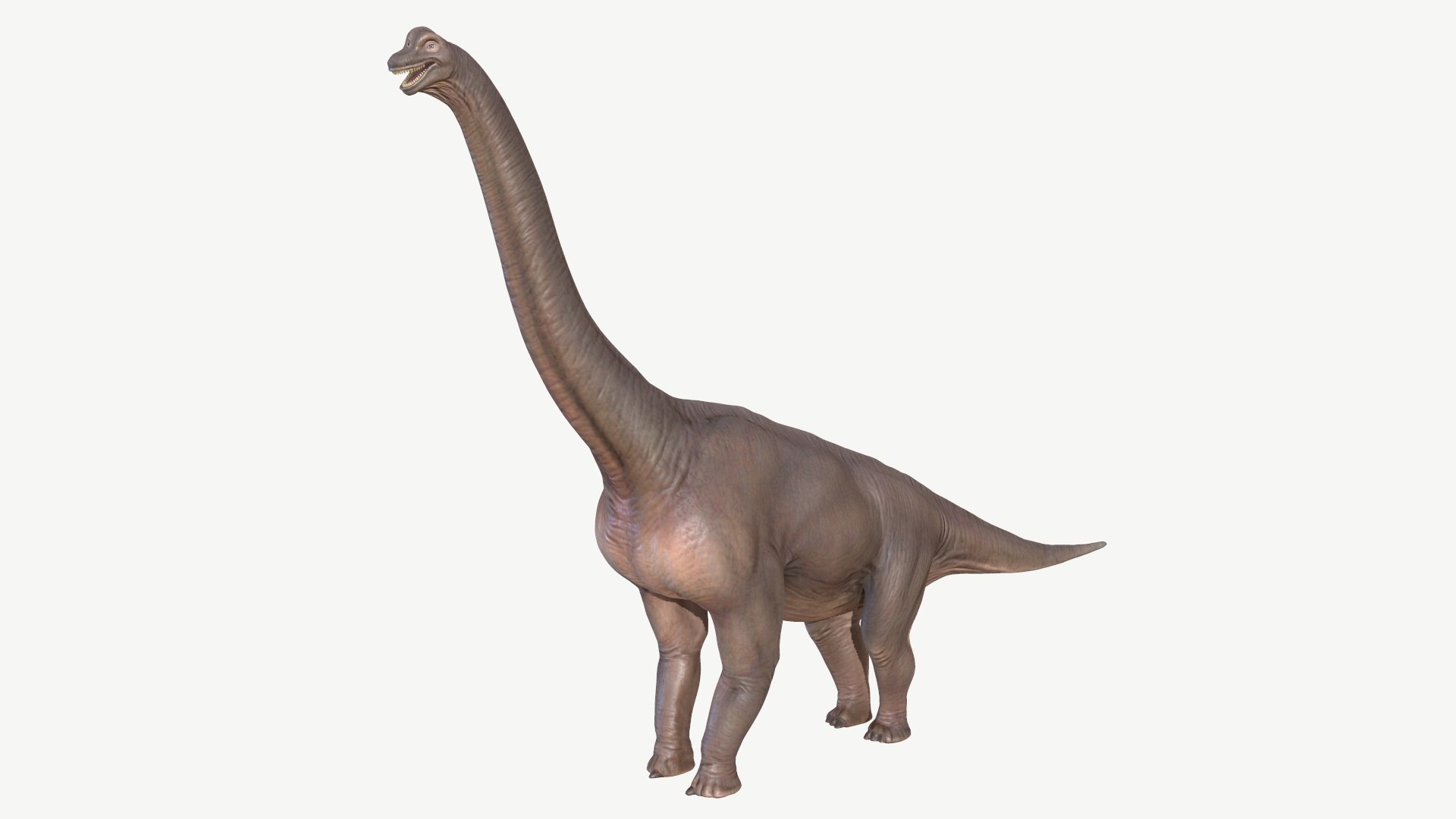 brachiosaurus 3d