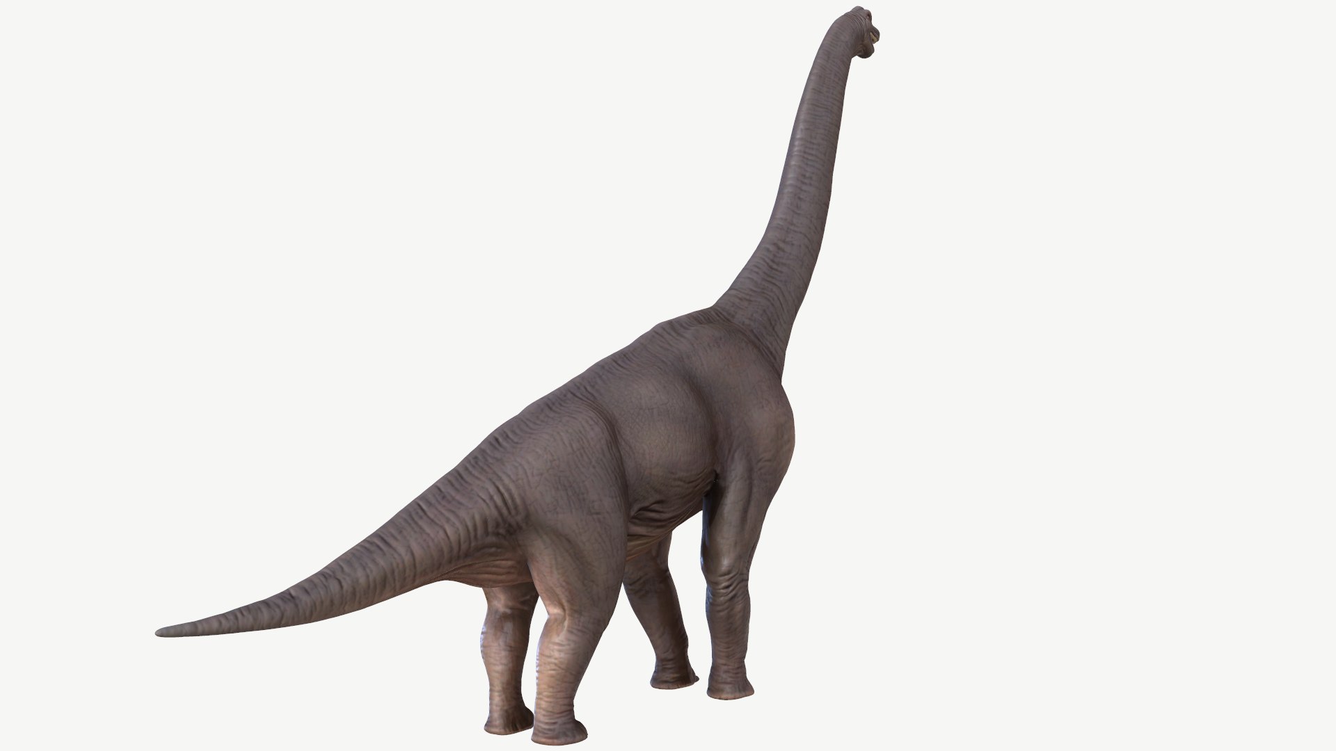 brachiosaurus 3D model https://p.turbosquid.com/ts-thumb/zk/7NDXyZ/n7/3/png/1728452154/1920x1080/fit_q87/dc483695db19b703504a30348a2be2336fe41e2c/3.jpg
