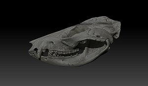 Opossum (Didelphimorphia)