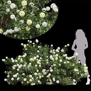 Viburnum Opulus Roseum Small 3D model