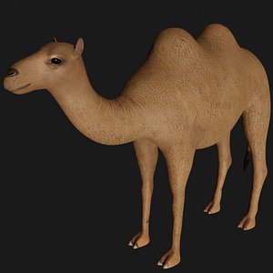 fully rigged camel 3D model