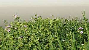 grass field