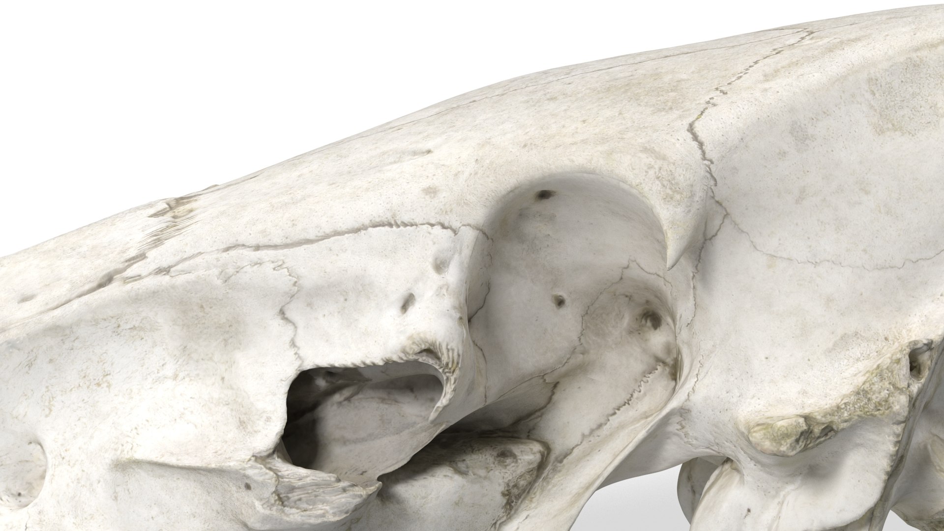 3D Wild Boar Skull Model - TurboSquid 2261122