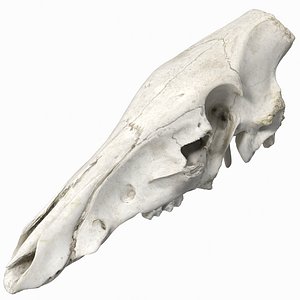 Wild boar skull