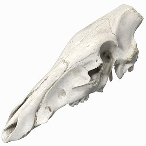Wild boar skull