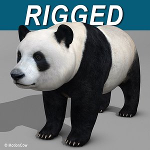 Panda Bear