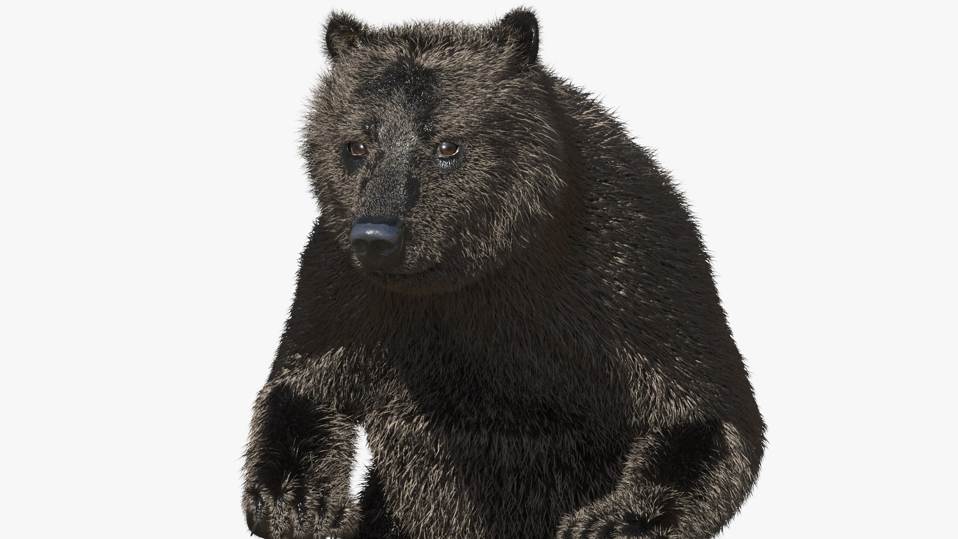 Tricycle Riding Bear Dark Brown Fur 3D model preview