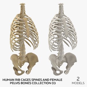 Human Rib Cages Spines and Female Pelvis Bones Collection 03 - 2 models model