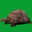 Galapagos Giant Tortoise 3D model
