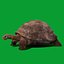 Galapagos Giant Tortoise 3D model