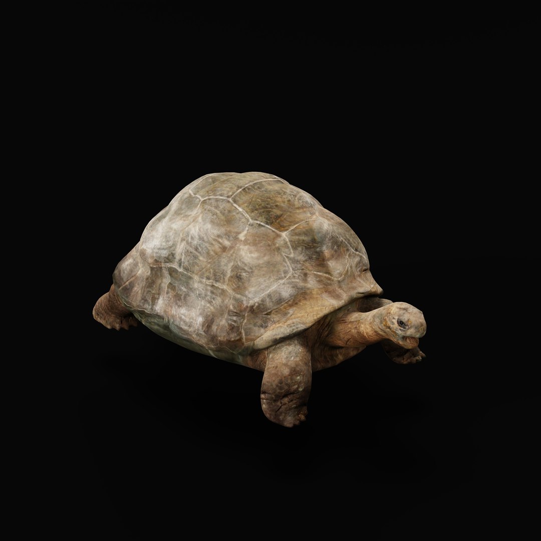 Galapagos Giant Tortoise 3D Model - TurboSquid 2321219