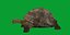 Galapagos Giant Tortoise 3D model