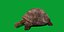 Galapagos Giant Tortoise 3D model