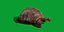 Galapagos Giant Tortoise 3D model
