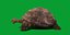 Galapagos Giant Tortoise 3D model