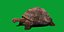 Galapagos Giant Tortoise 3D model