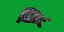 Galapagos Giant Tortoise 3D model