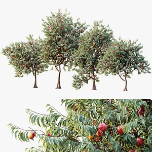 AV Amygdalus Persica Peach Version02 3D model