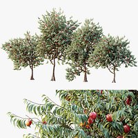 AV Amygdalus Persica Peach Version02
