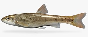 3d campostoma spadiceum highland stoneroller model