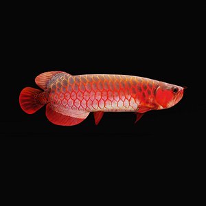 Arowana Dragon Fish model
