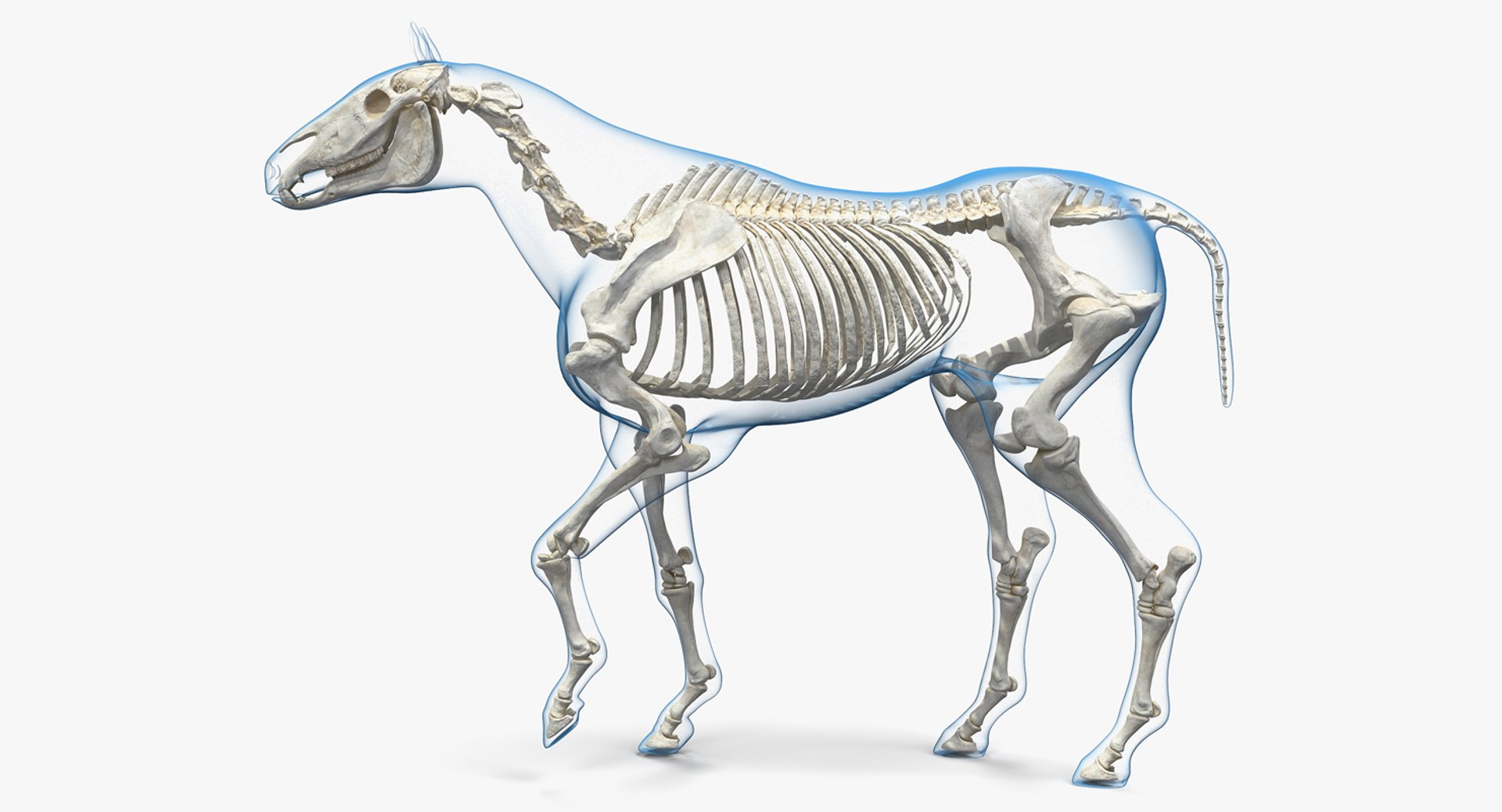 Horse Envelope with Skeleton Rigged 3D Model 3D model preview