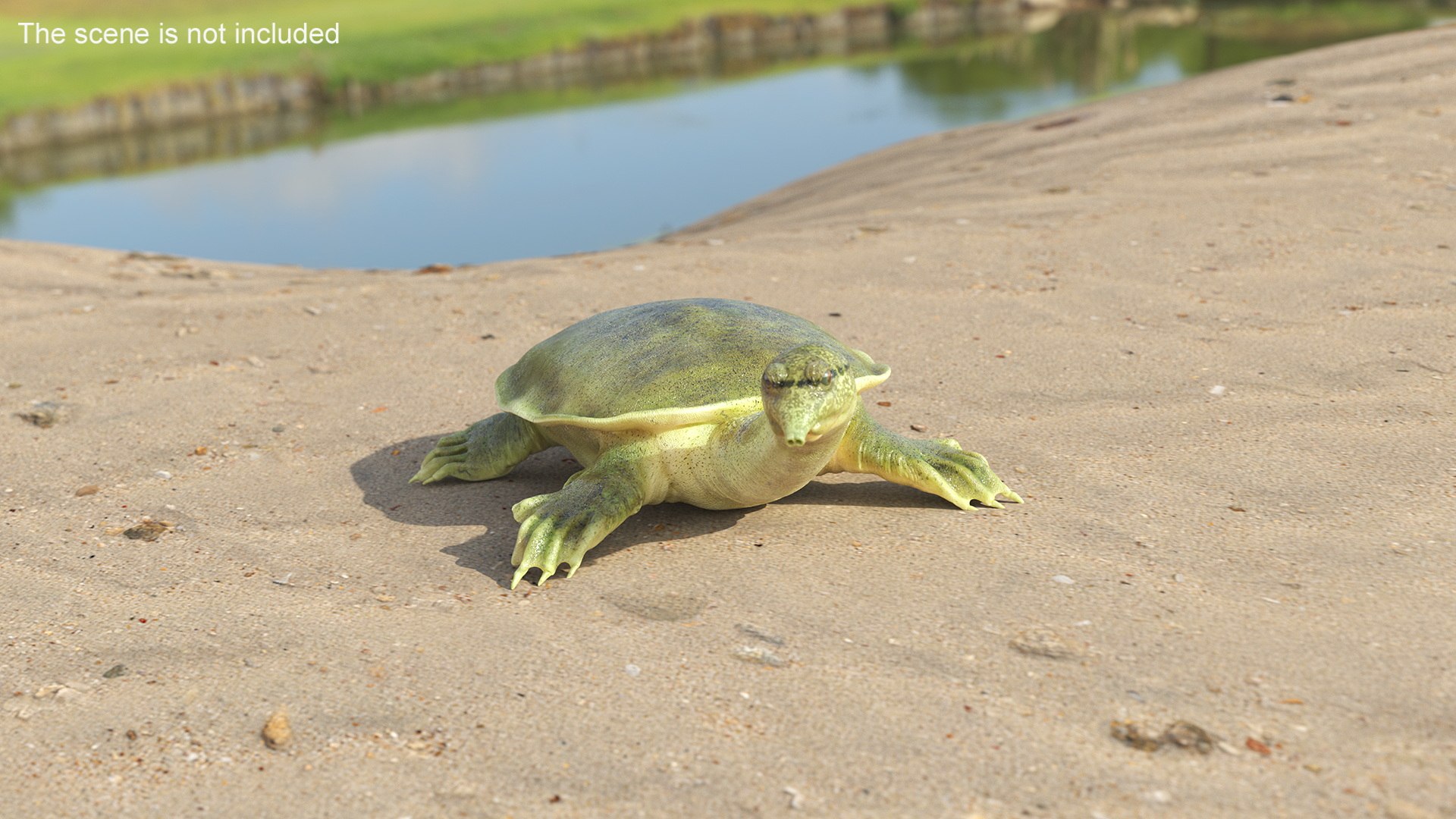 3D Realistic Chinese Softshell Turtle Rigged For Maya - TurboSquid 2297357