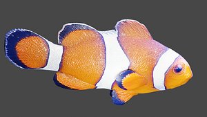 3D Fish(1)