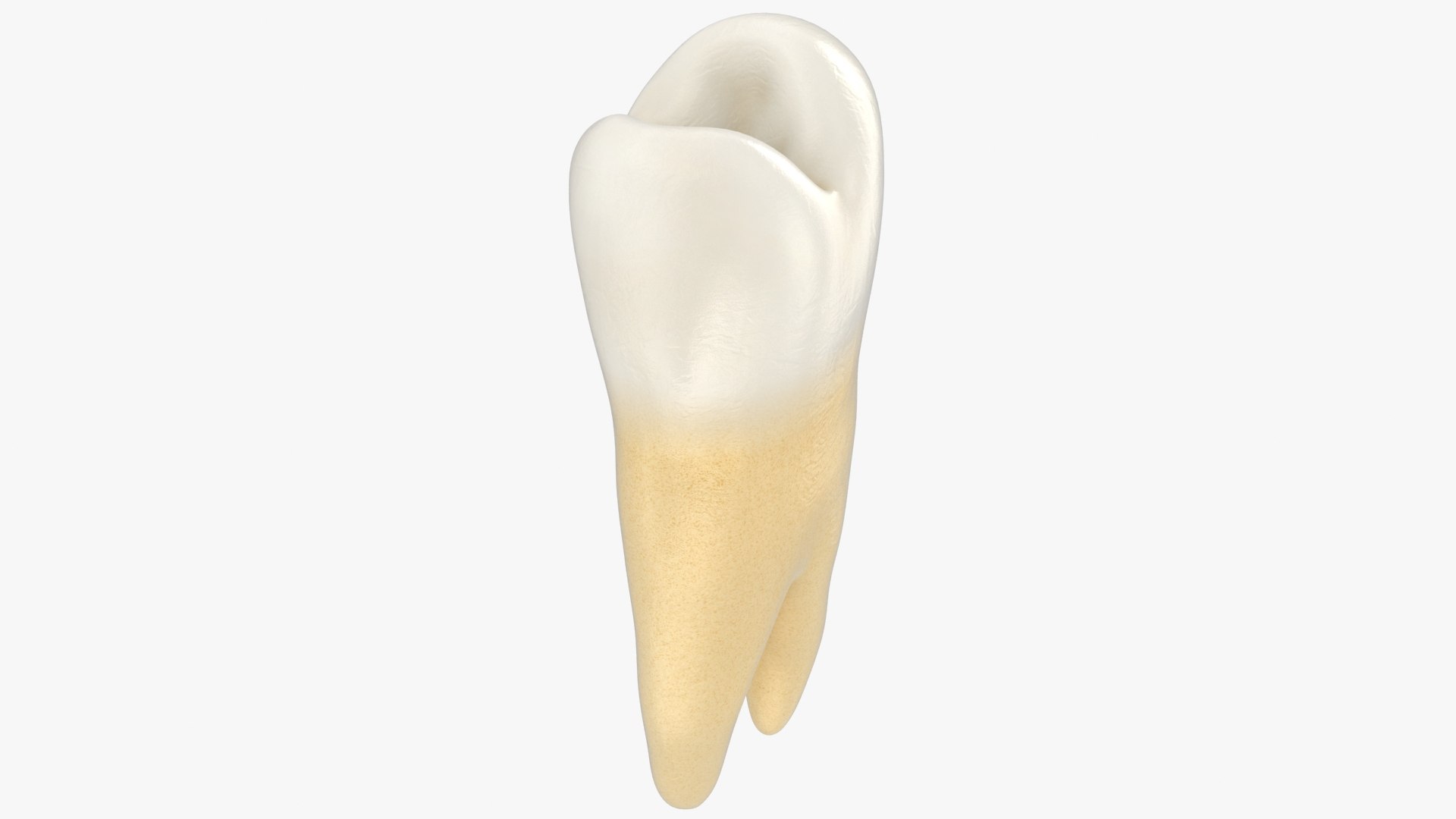 3D Model Realistic Upper Premolar - TurboSquid 1628024