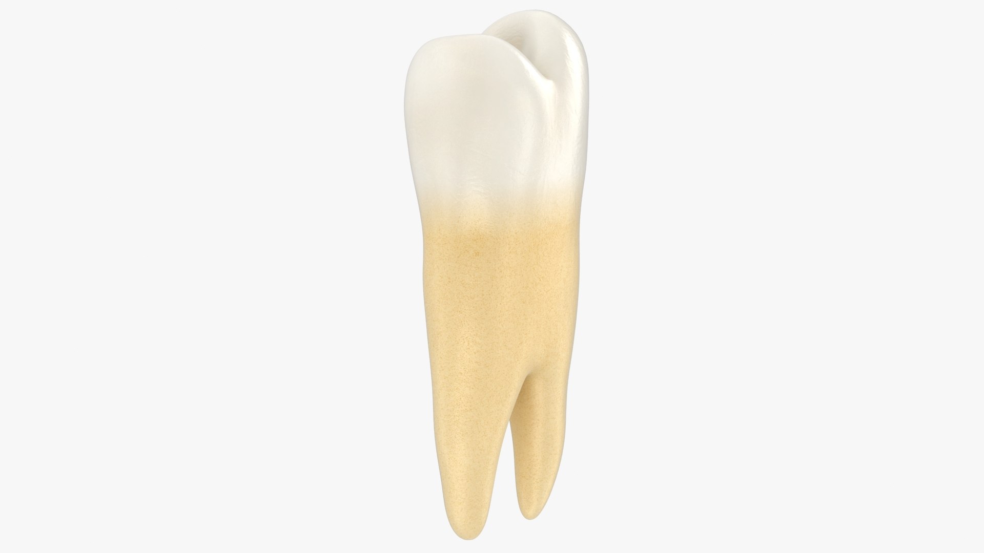 3D Model Realistic Upper Premolar - TurboSquid 1628024