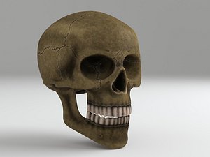 3d model of cranium