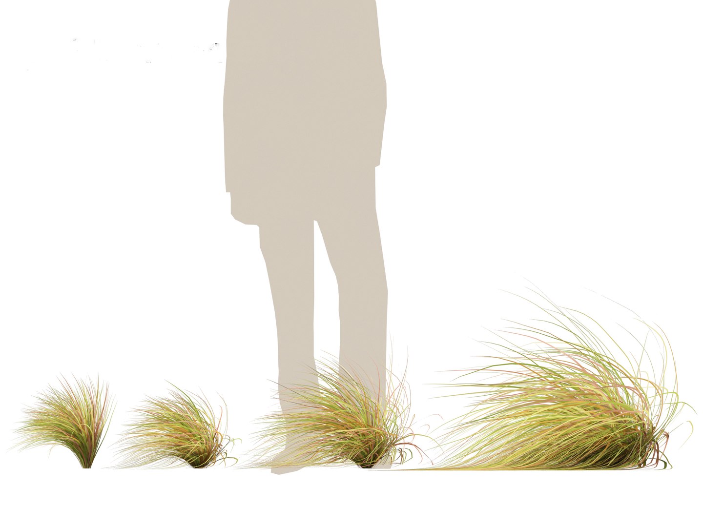 Anemanthele Lessoniana - New Zealand Wind Grass 02 3D Model ...