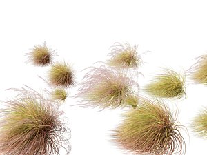 Anemanthele lessoniana - New zealand wind grass 02 3D model